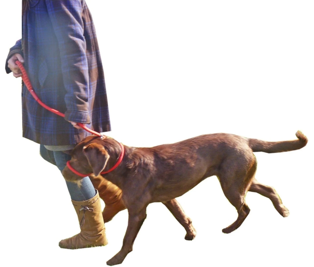 Reflective Dog Slip Lead With Rubber Handle