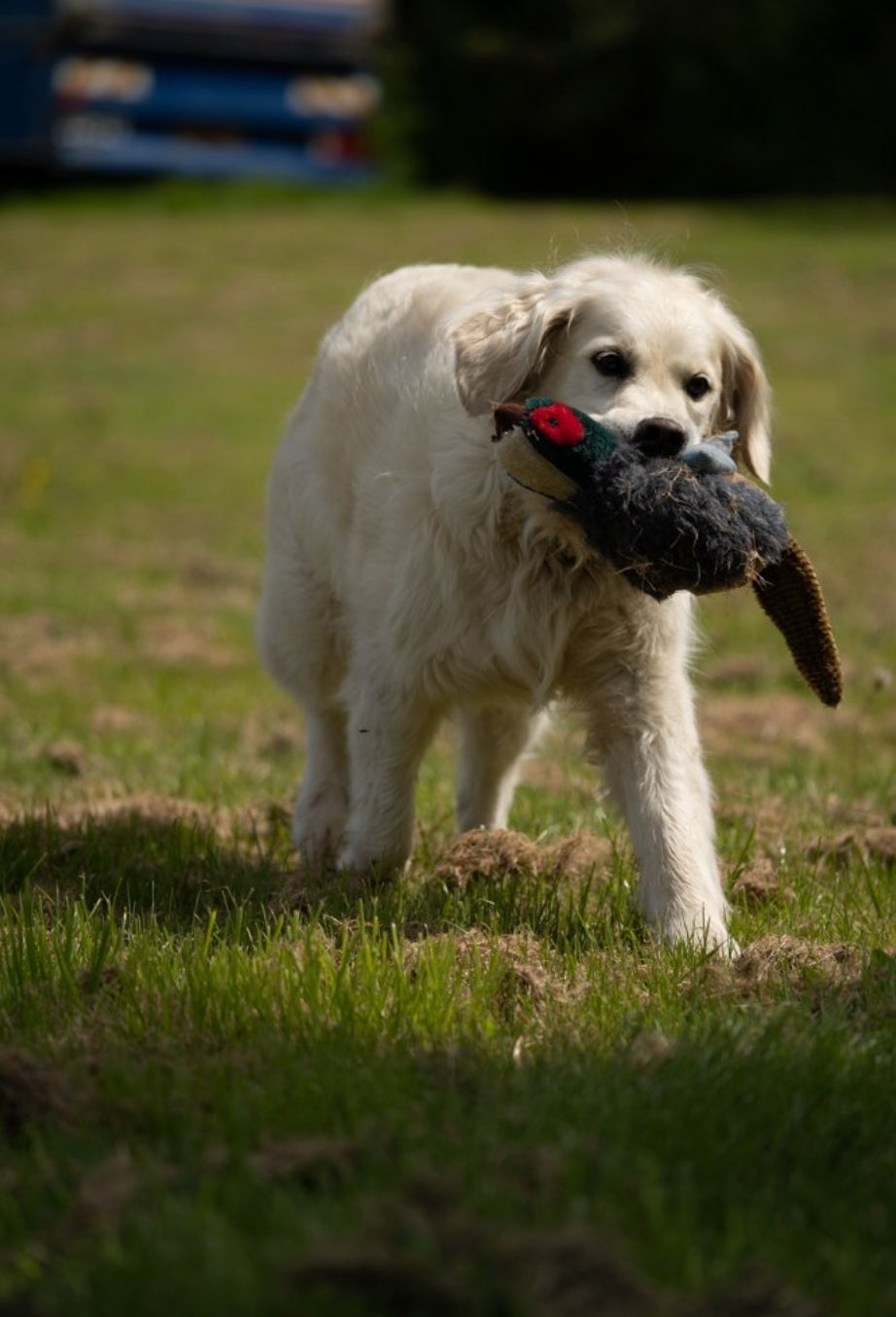 Squeaky Pheasant Plush Dog Toy