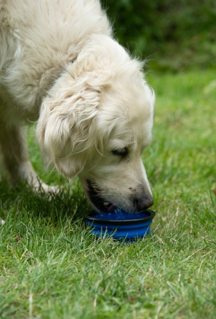 Collapsible Travel Dog Bowl