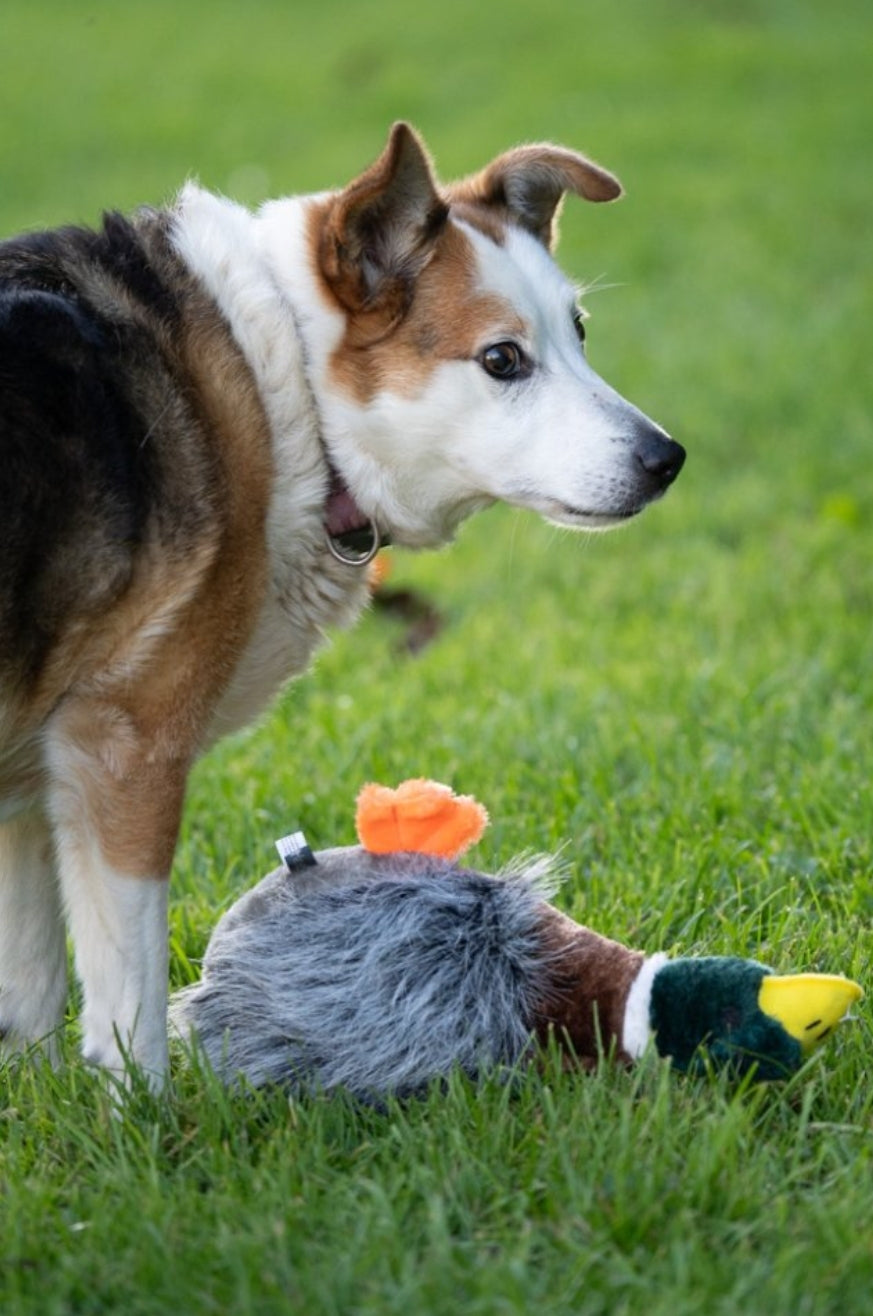 Honking Duck Plush Dog Toy