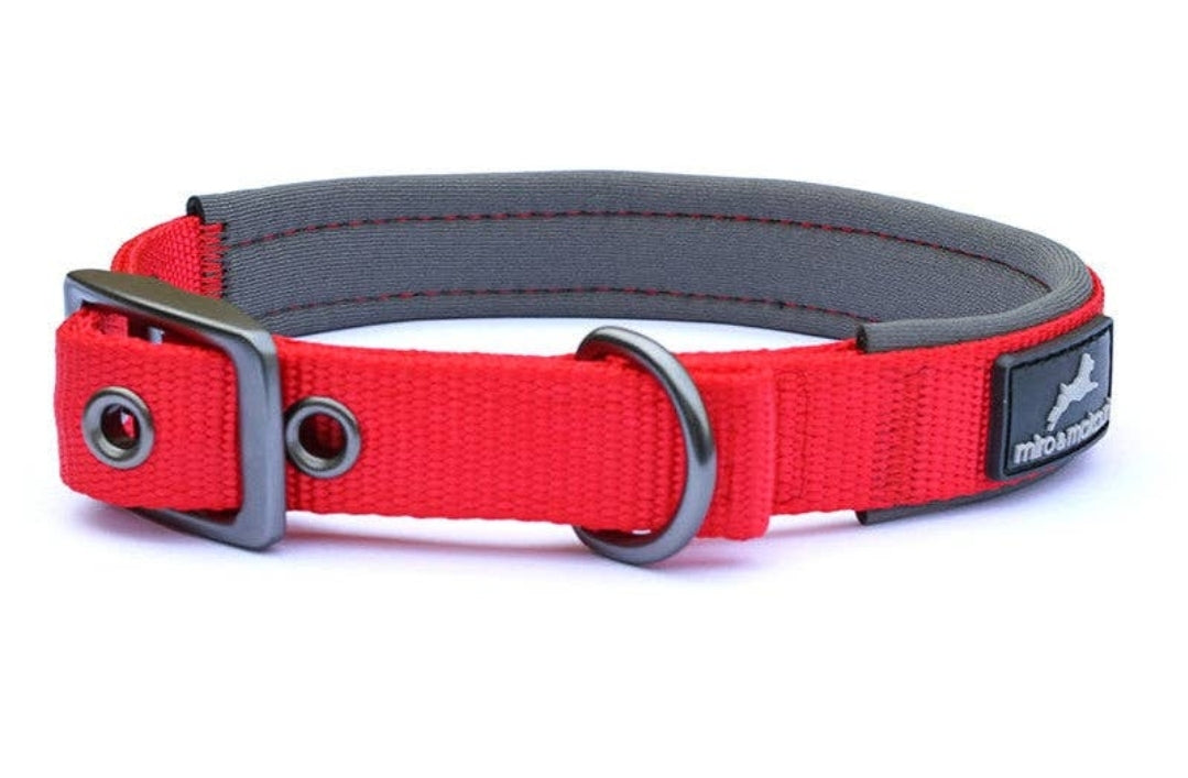 Padded Nylon Buckle Dog Collar